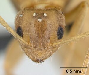 Paratrechina comorensis casent0132610 head 1.jpg