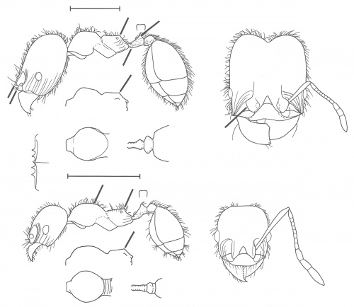 Pheidole vallifica Wilson 2003.jpg