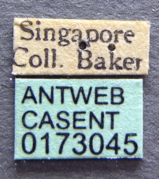 File:Simopone bakeri casent0173045 label 1.jpg