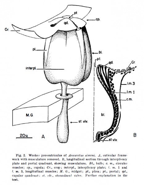 File:Wilson et al 1956 fig 2.jpg