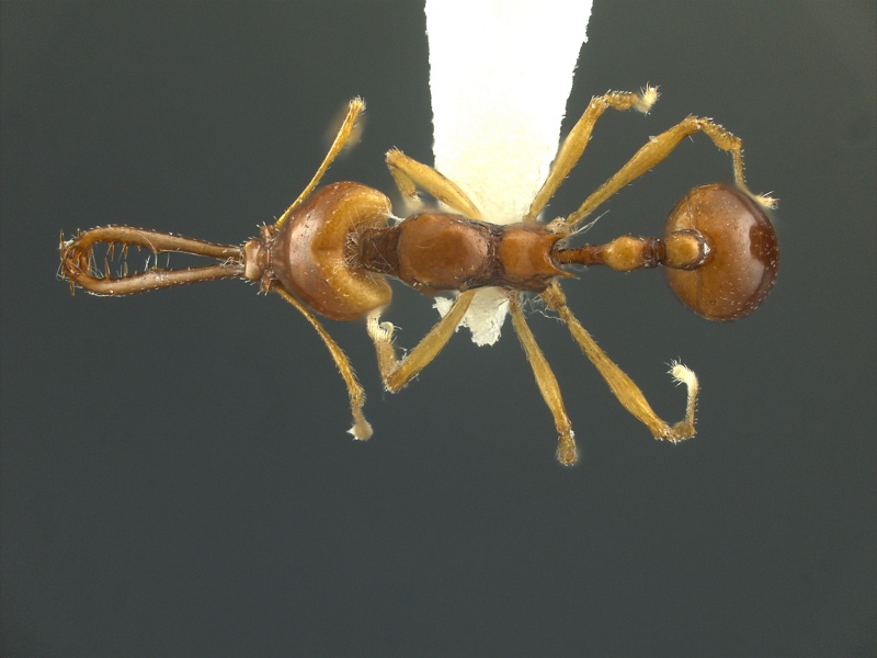 File:Acanthognathus-teledectusHUMCZ001D.jpg