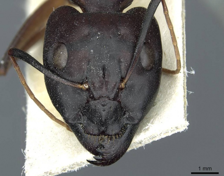 File:Camponotus foleyi casent0911941 h 1 high.jpg