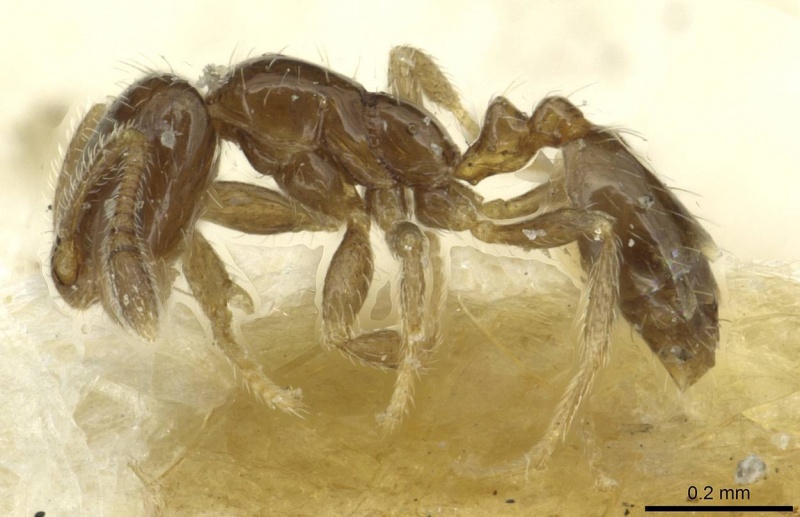 File:Monomorium vaguum casent0913862 p 1 high.jpg