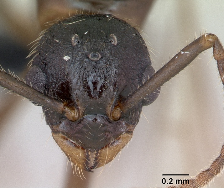 File:Myrmica ruginodis casent0173165 head 1.jpg