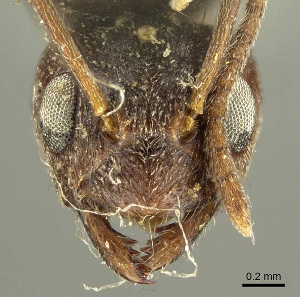 File:Nylanderia brasiliensis casent0915723 h 1 high.jpg