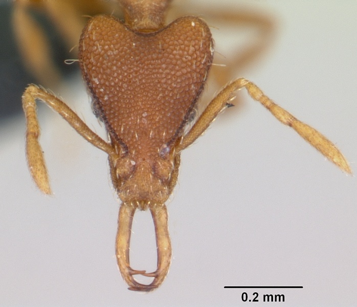 File:Strumigenys godeffroyi casent0060226 head 1.jpg