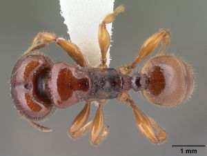 Anisopheidole antipodum casent0010804 dorsal 1.jpg