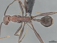 Aphaenogaster fallax casent0913788 d 1 high.jpg