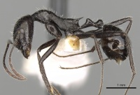 Aphaenogaster spinosa casent0280970 p 1 high.jpg