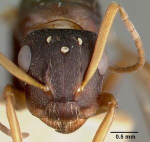 Camponotus planus castype00460-03 head 1.jpg