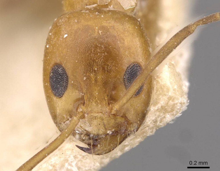 File:Dorymyrmex pyramicus casent0909746 h 1 high.jpg