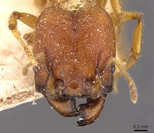 Pheidole upeneci casent0907773 h 1 high.jpg