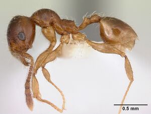 Pheidole vallifica casent0178066 profile 1.jpg