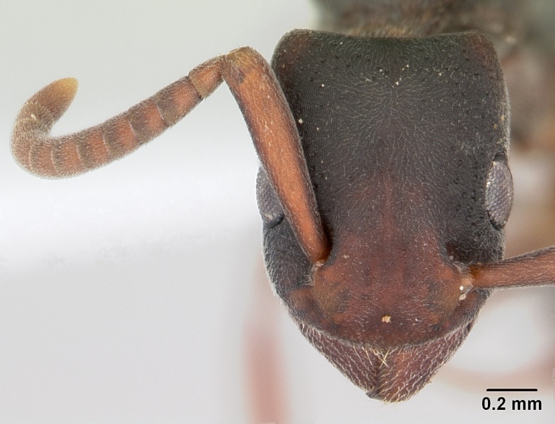 File:Platythyrea punctata casent0104740 head 1.jpg