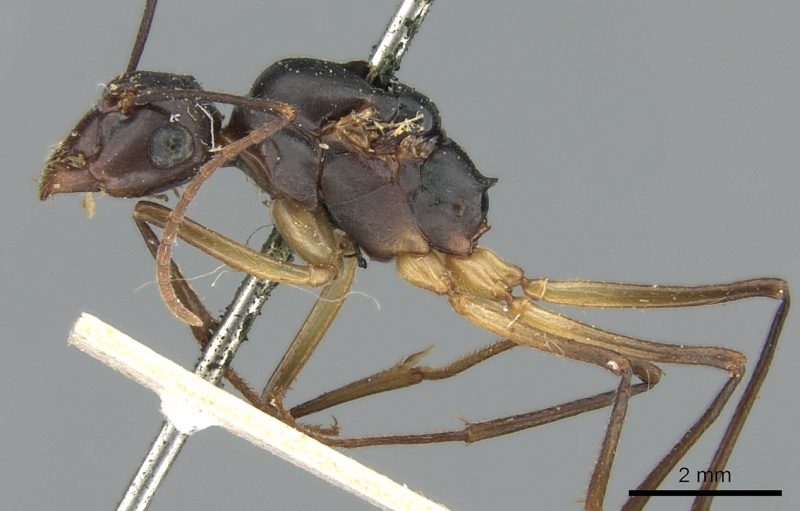 File:Polyrhachis pyrrhus casent0906561 p 1 high.jpg