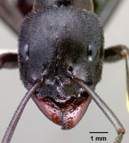 File:Streblognathus aethiopicus sam-hym-c000015a head 1.jpg