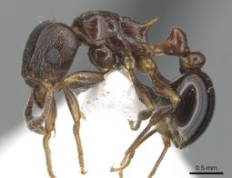 Tetramorium mkomazi P zfmkhym20096087.jpg