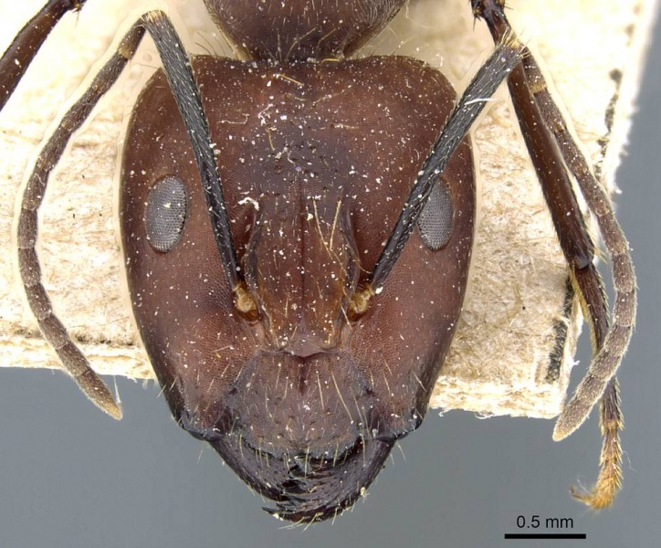 File:Camponotus nicobarensis casent0905804 h 1 high.jpg