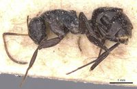 Camponotus olivieri casent0911843 p 1 high.jpg