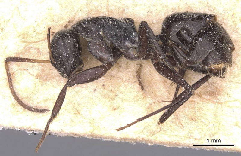 File:Camponotus olivieri casent0911843 p 1 high.jpg