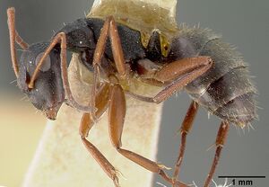 Camponotus planus castype00457-01 profile 1.jpg