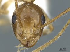 Camponotus striatipes casent0905902 h 1 high.jpg