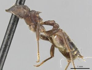 Crematogaster buchneri casent0915372 p 1 high.jpg