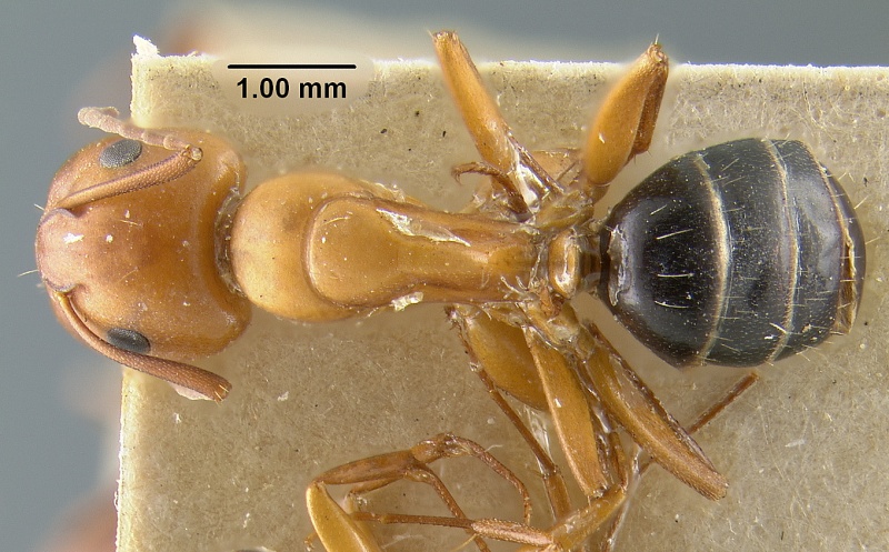 File:MCZ-ENT00021527 Camponotus fallax subsp rasilis had.jpg