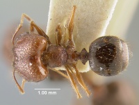 MCZ-ENT00023173 Pheidole roosevelti had.jpg