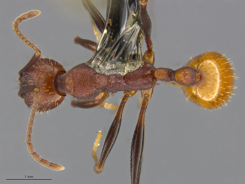 File:Mcz-ent00669686 Aphaenogaster lamellidens had.jpg