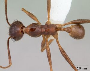 Pheidole oxyops casent0178044 dorsal 1.jpg