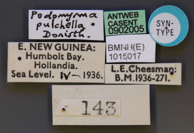 File:Podomyrma pulchella casent0902005 l 1 high.jpg
