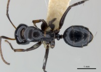 Camponotus bedoti casent0217612 d 1 high.jpg