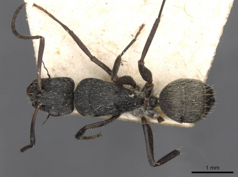 File:Camponotus esau casent0910407 d 1 high.jpg