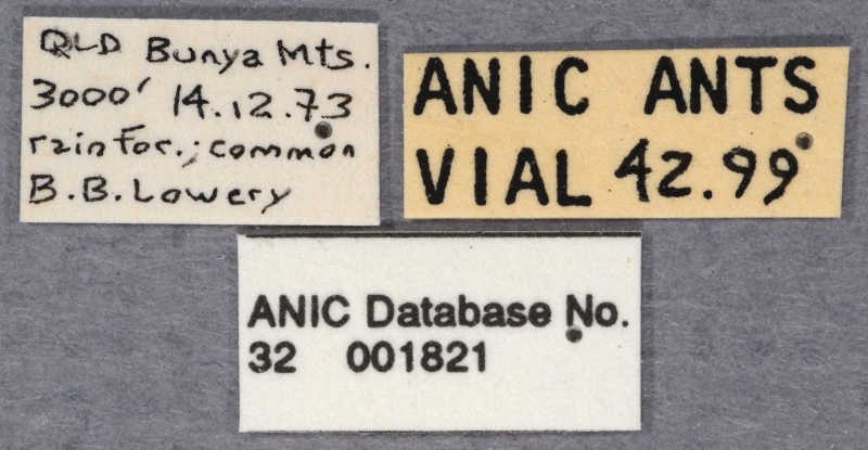 File:Leptomyrmex cnemidatus ANIC32-001821 labels-Antwiki.jpg