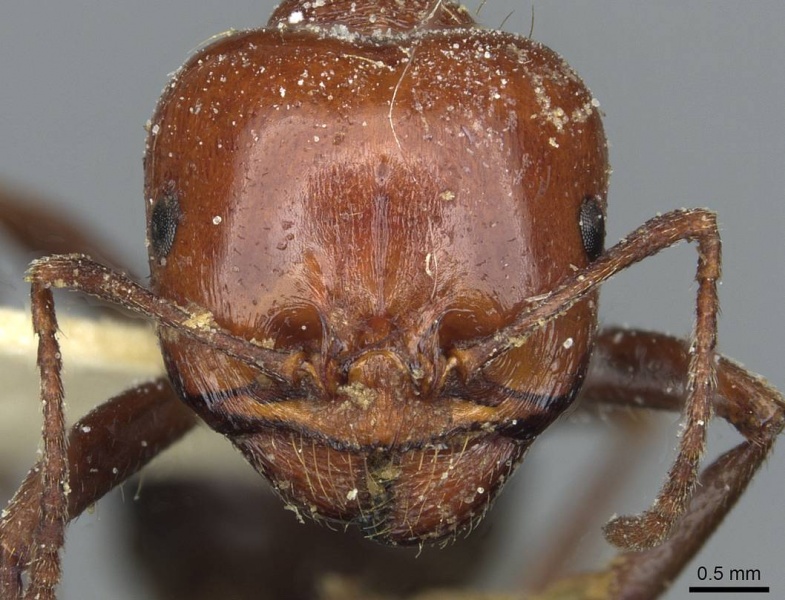 File:Messor hebraeus casent0913184 h 1 high.jpg