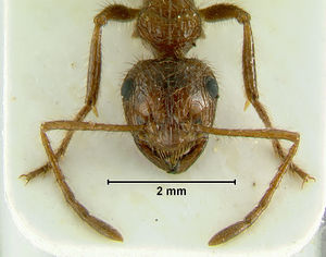 Myrmicaria-aphidicolaH2.5.jpg