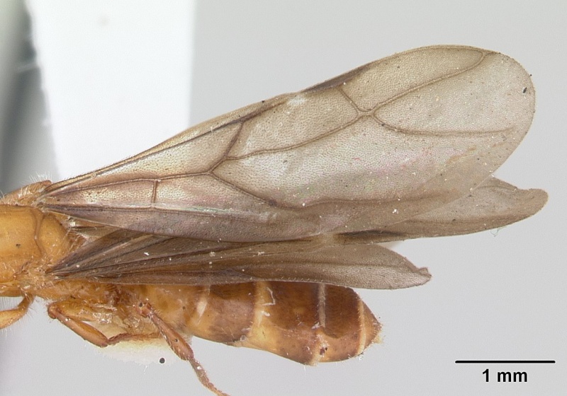 File:Petalomyrmex phylax casent0178508 profile 2.jpg