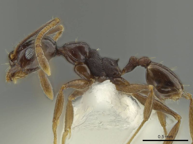 File:Pheidole gagates casent0644204 p 1 high.jpg