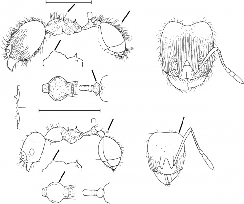 Pheidole stomachosa Wilson 2003.jpg