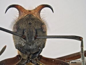 Polyrhachis mindanaensis head.jpg