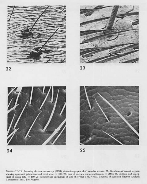 File:Snelling 1976 Myrmecocystus fig 22-25.jpg