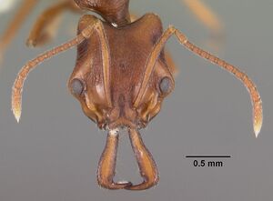 Anochetus pattersoni casent0102280 head 1.jpg