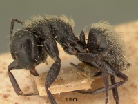 Camponotus radovae radovaedarwinii casent0101115 profile 1.jpg