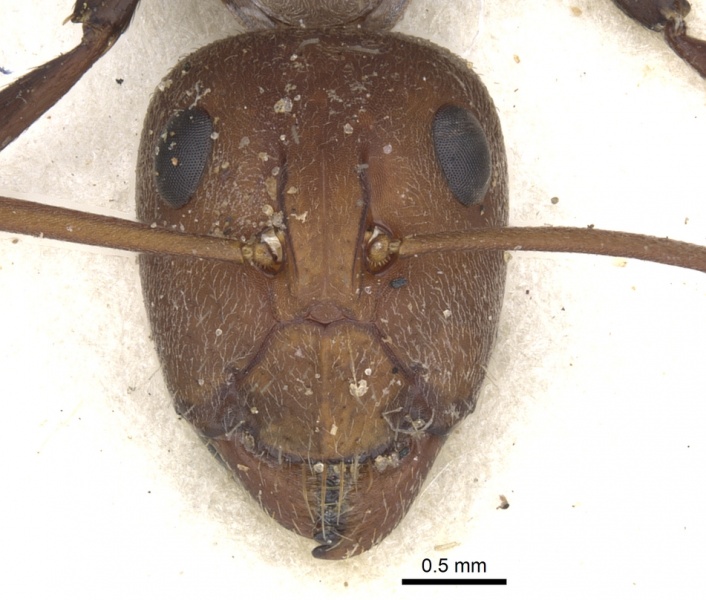 File:Camponotus rufoglaucus casent0903508 h 1 high.jpg