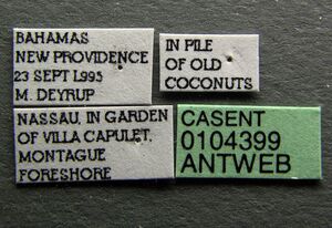 Pheidole flavens casent0104399 label 1.jpg