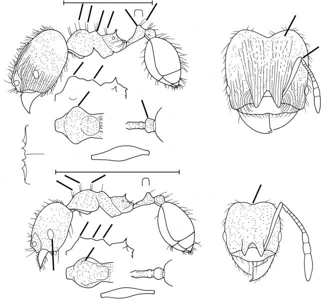 File:Pheidole meinertopsis Wilson 2003.jpg