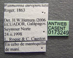 Wasmannia auropunctata casent0173249 label 1.jpg