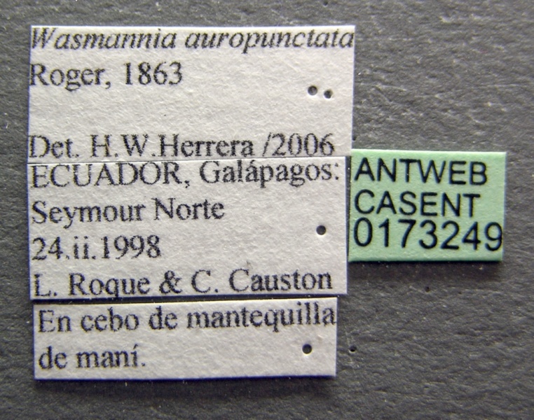 File:Wasmannia auropunctata casent0173249 label 1.jpg