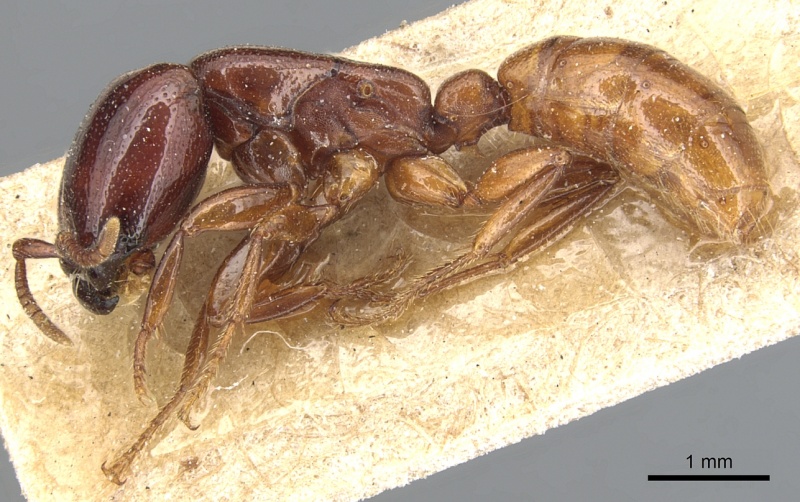 File:Dorylus spininodis casent0903702 p 1 high.jpg